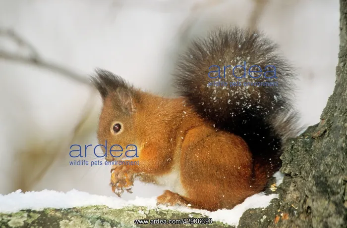  : Red SQUIRREL