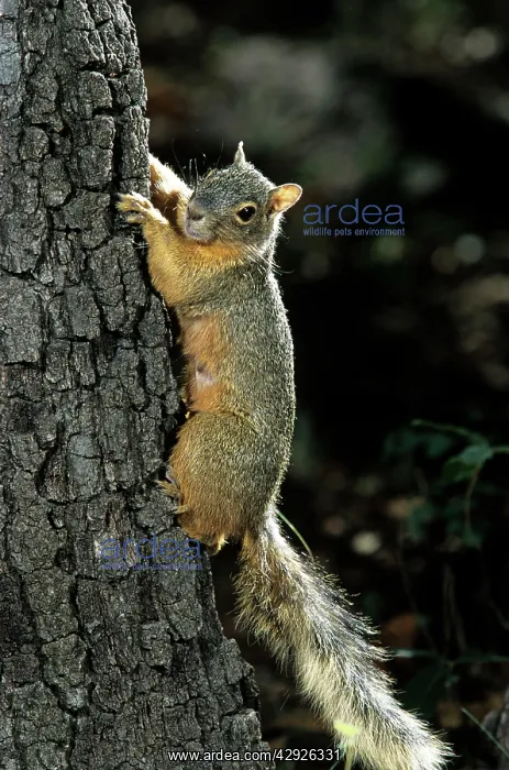 : Red Squirrel : Red Squirrel