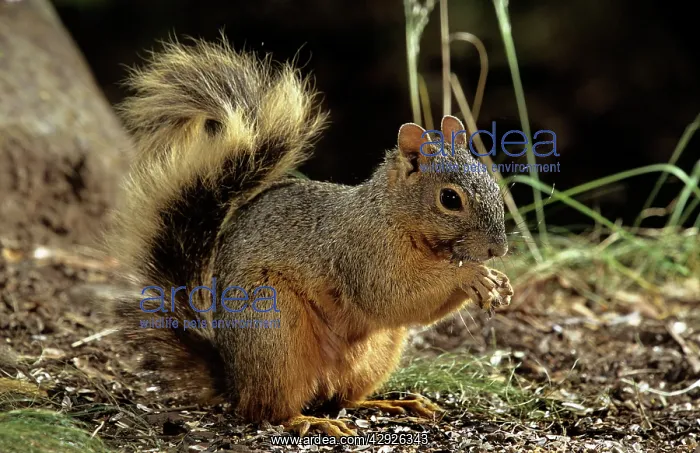 : Red Squirrel : Red Squirrel