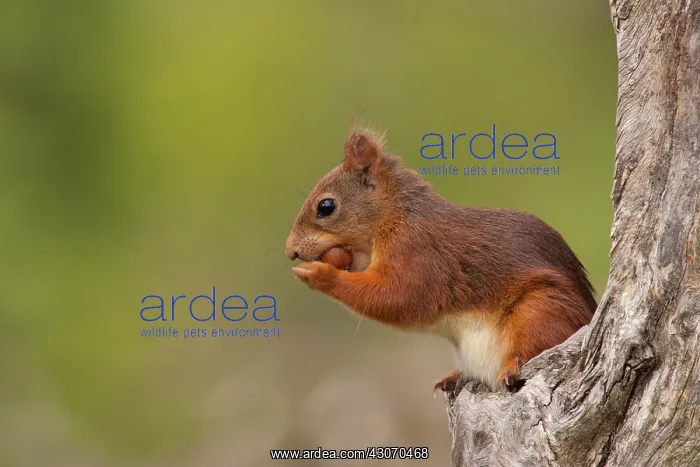 : Red Squirrel : Red Squirrel