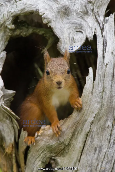 : Red Squirrel : Red Squirrel