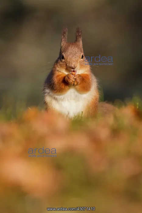 : Red Squirrel : Red Squirrel