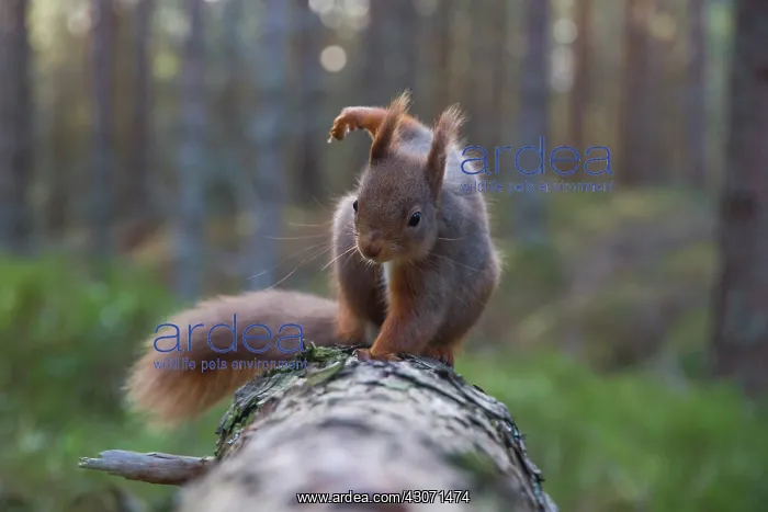 : Red Squirrel : Red Squirrel