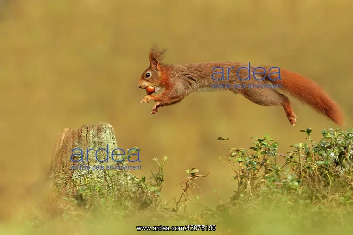 : Red Squirrel : Red Squirrel