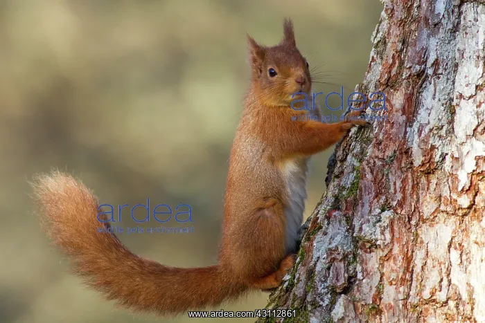 : Red Squirrel : Red Squirrel