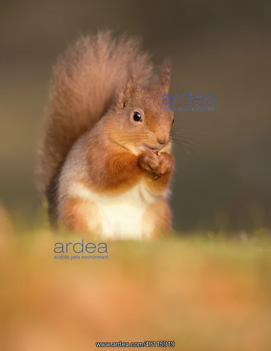 : Red Squirrel : Red Squirrel