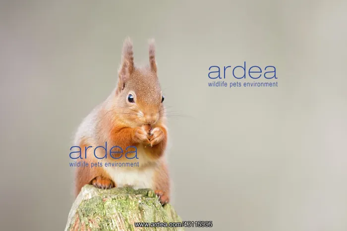 : Red Squirrel : Red Squirrel