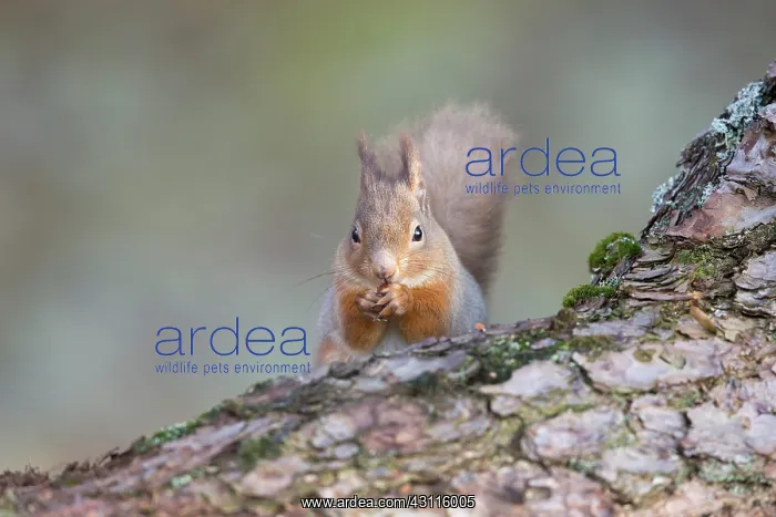 : Red Squirrel : Red Squirrel