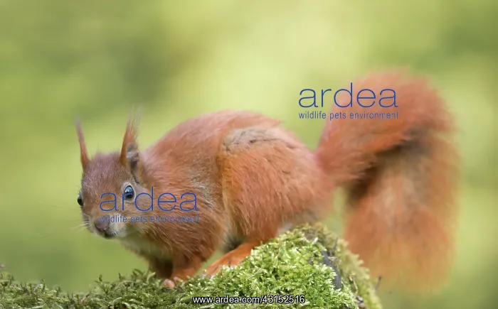 : Red Squirrel : Red Squirrel