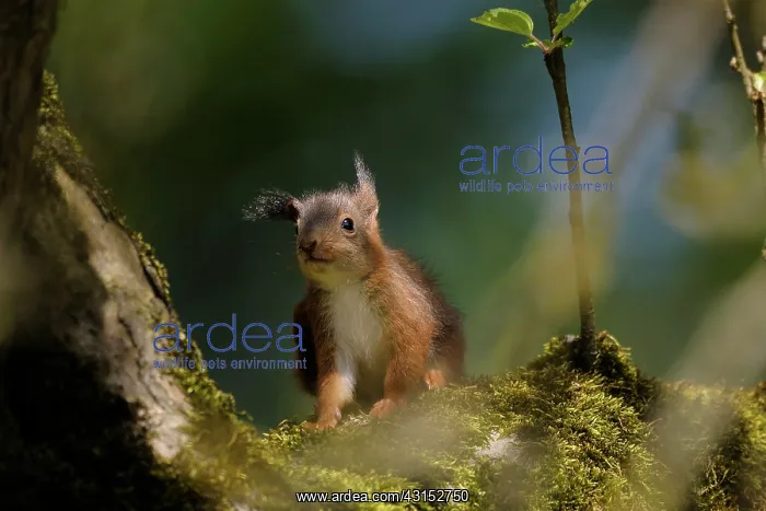  : Red Squirrel