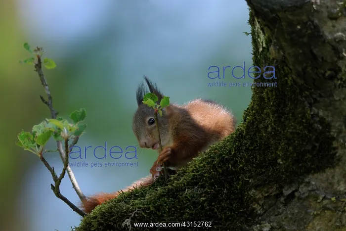  : Red Squirrel