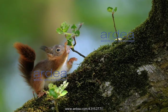 : Red Squirrel : Red Squirrel