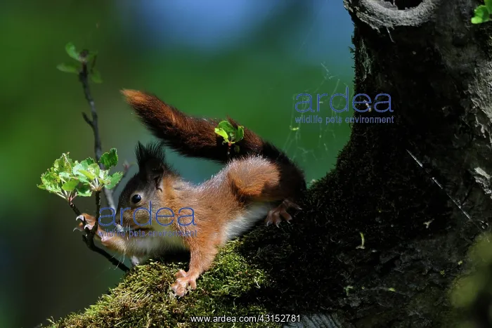 : Red Squirrel : Red Squirrel