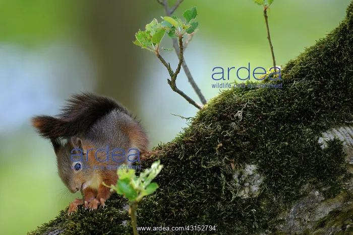  : Red Squirrel