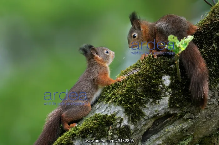 : Red Squirrel : Red Squirrel