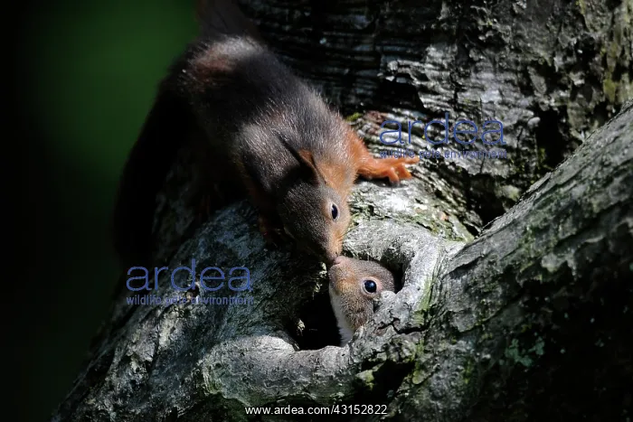 : Red Squirrel : Red Squirrel