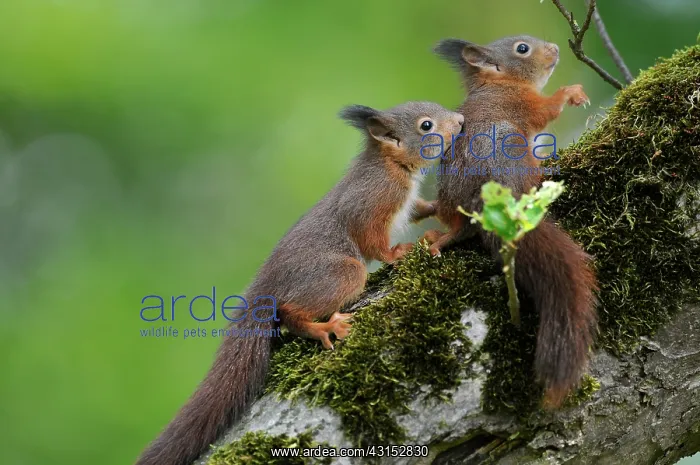 : Red Squirrel : Red Squirrel