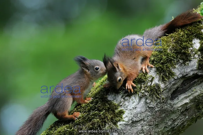 : Red Squirrel : Red Squirrel
