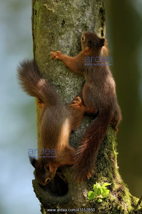 : Red Squirrel : Red Squirrel