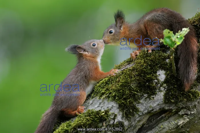  : Red Squirrel