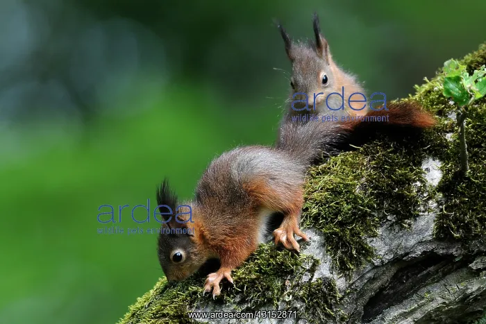 : Red Squirrel : Red Squirrel