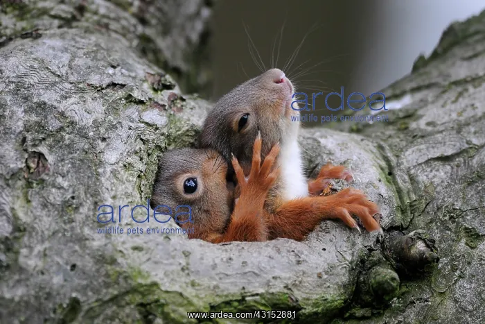 : Red Squirrel : Red Squirrel