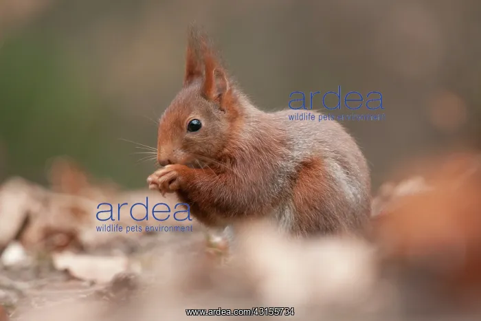  : Red Squirrel
