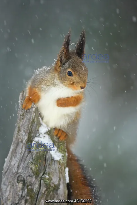 : Red Squirrel : Red Squirrel