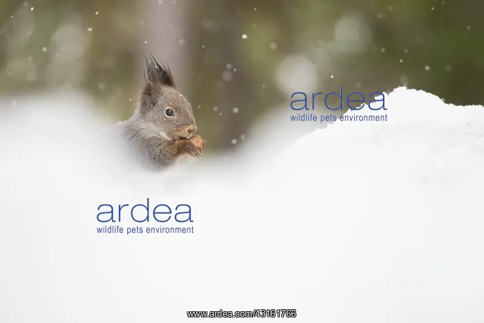 : Red Squirrel : Red Squirrel