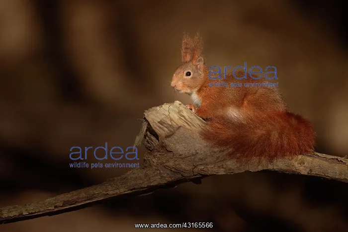 : Red Squirrel : Red Squirrel