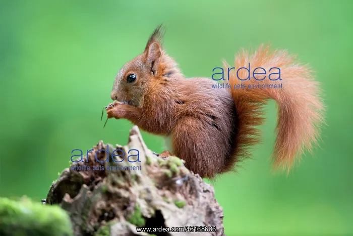 : Red Squirrel : Red Squirrel