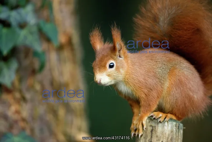 : Red Squirrel : Red Squirrel