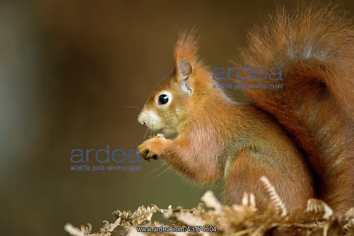 : Red Squirrel : Red Squirrel
