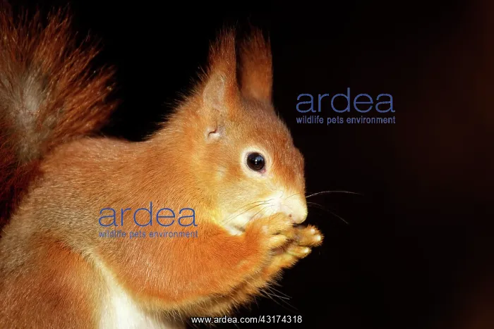  : Red Squirrel
