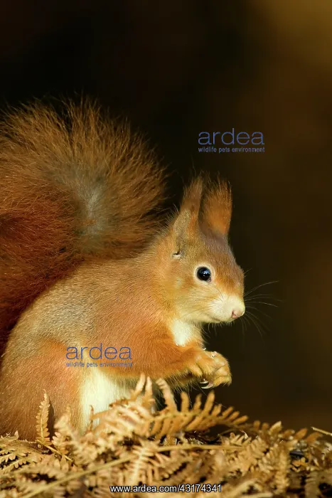 : Red Squirrel : Red Squirrel