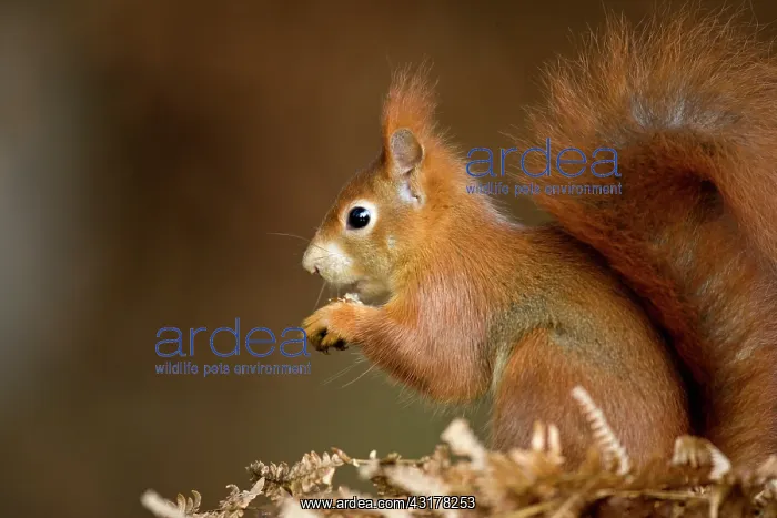 : Red Squirrel : Red Squirrel