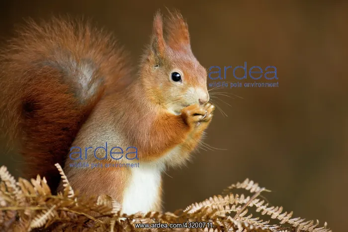 : Red Squirrel : Red Squirrel