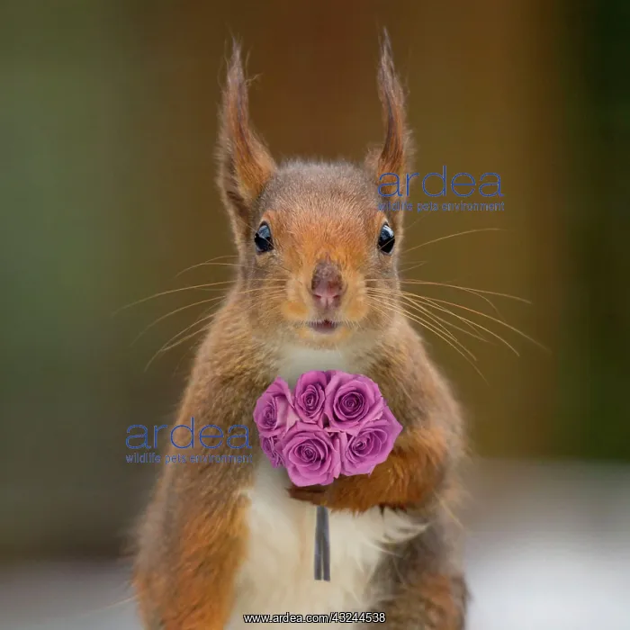 : Red Squirrel : Red Squirrel