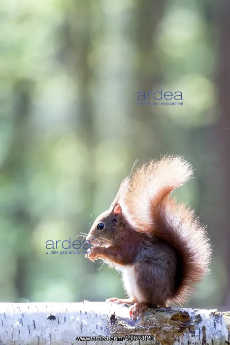 : Red Squirrel : Red Squirrel