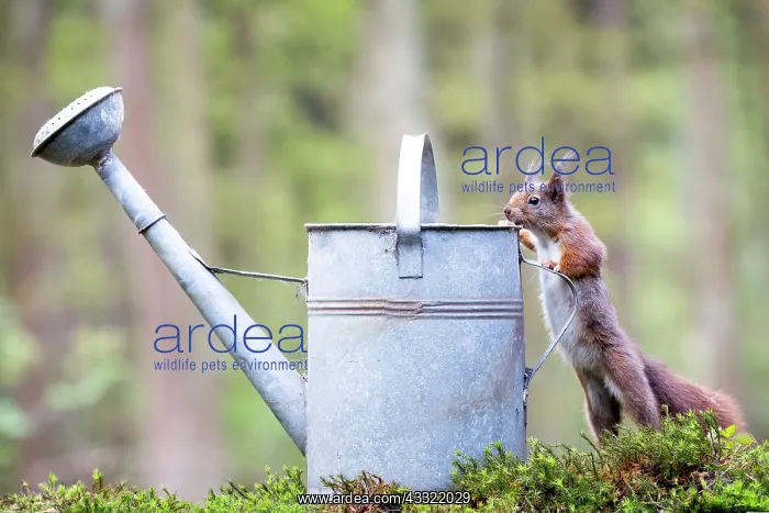 : Red Squirrel : Red Squirrel