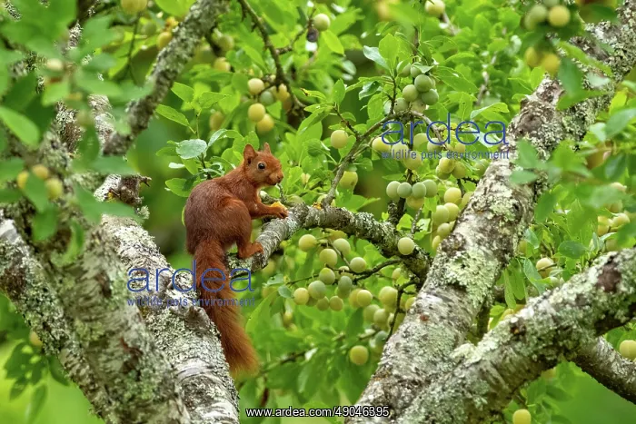: RED SQUIRREL : RED SQUIRREL