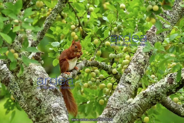 : RED SQUIRREL : RED SQUIRREL