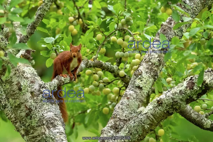 : RED SQUIRREL : RED SQUIRREL