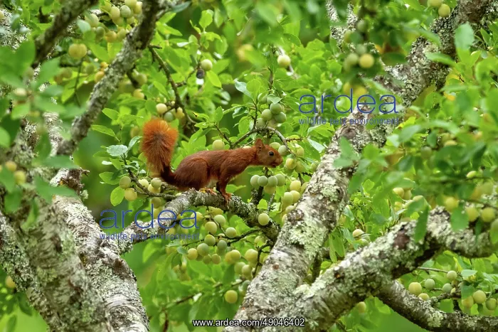 : RED SQUIRREL : RED SQUIRREL