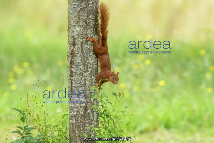 : RED SQUIRREL : RED SQUIRREL