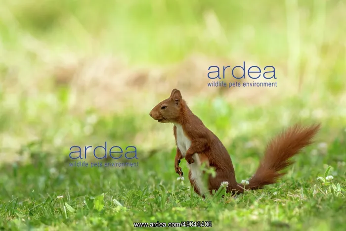 : RED SQUIRREL : RED SQUIRREL