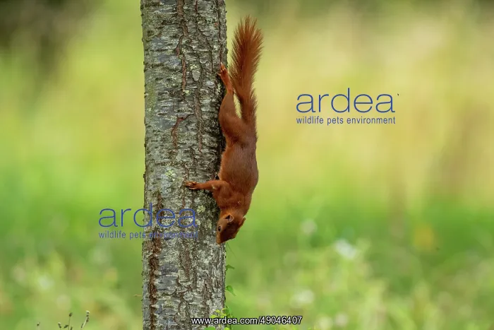 : RED SQUIRREL : RED SQUIRREL
