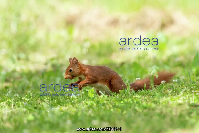 : RED SQUIRREL : RED SQUIRREL