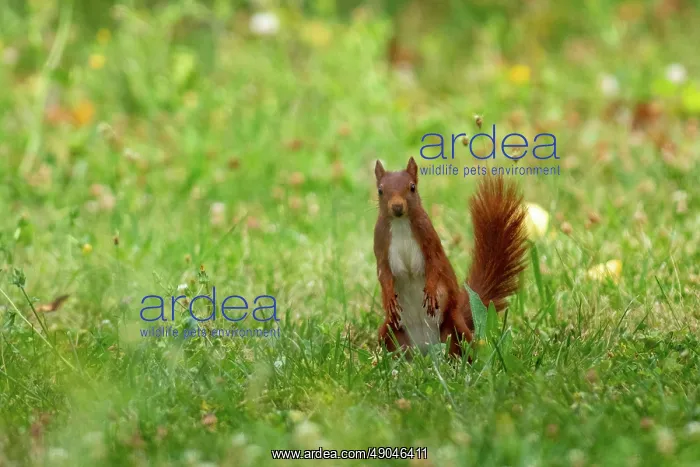 : RED SQUIRREL : RED SQUIRREL