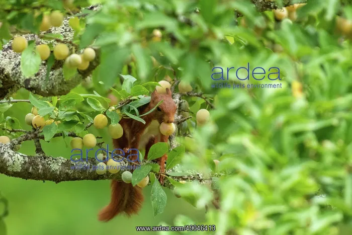 : RED SQUIRREL : RED SQUIRREL